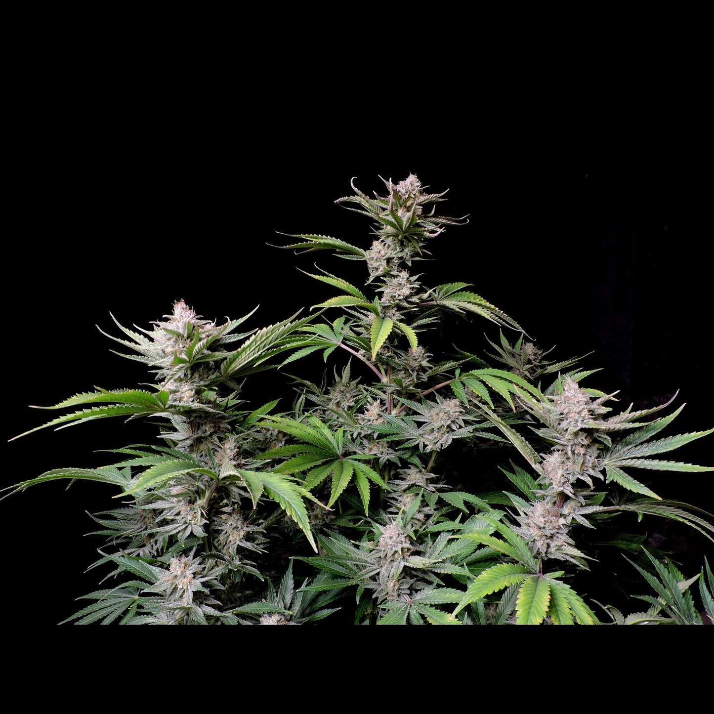 Cherry Cola Auto
