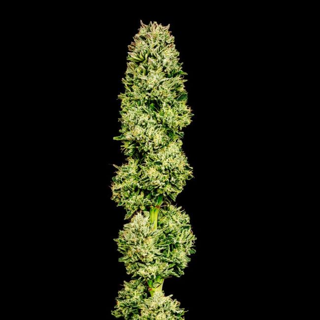 Cherry Punch F1