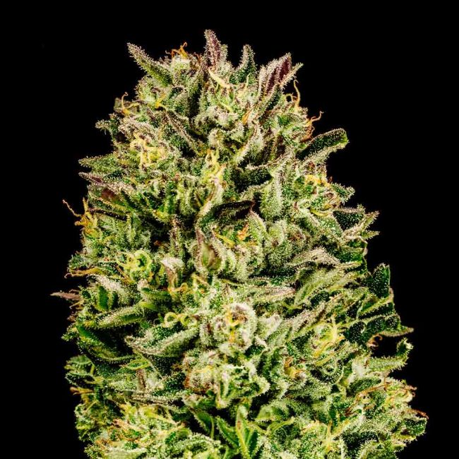 Cherry Punch F1