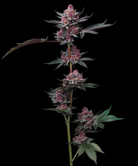 CHERRY POPPERS