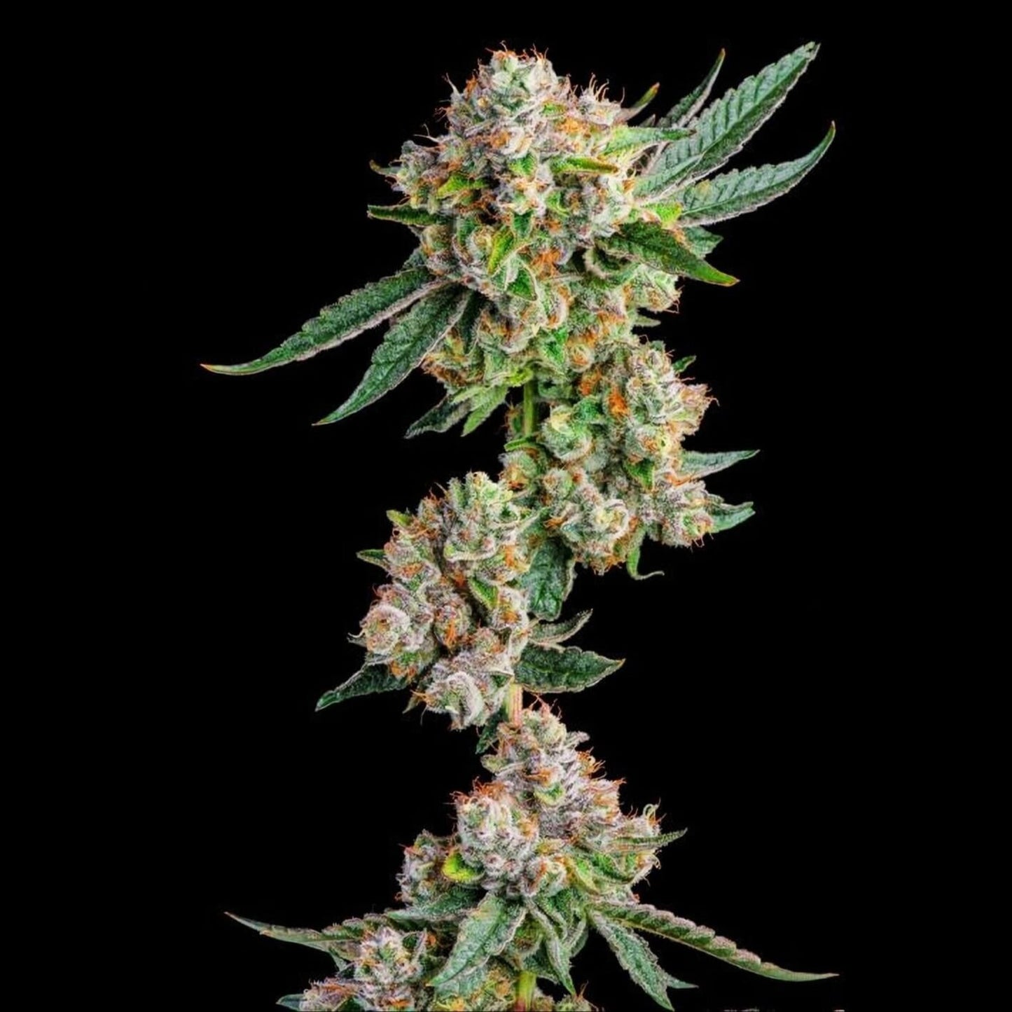 Glue 31 - Jokerz Line