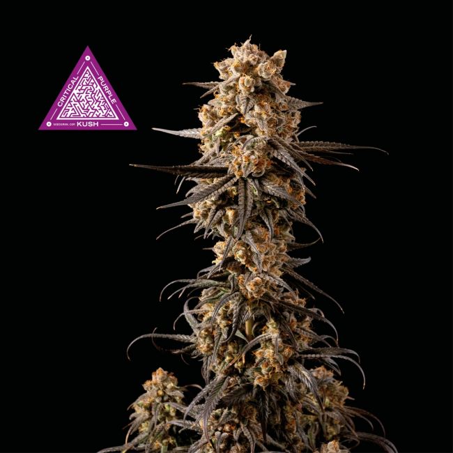 Critical Purple Kush