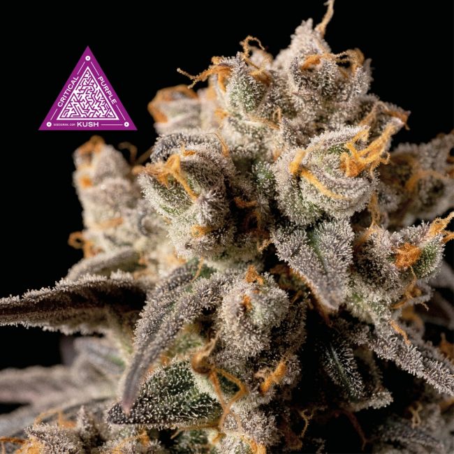 Critical Purple Kush