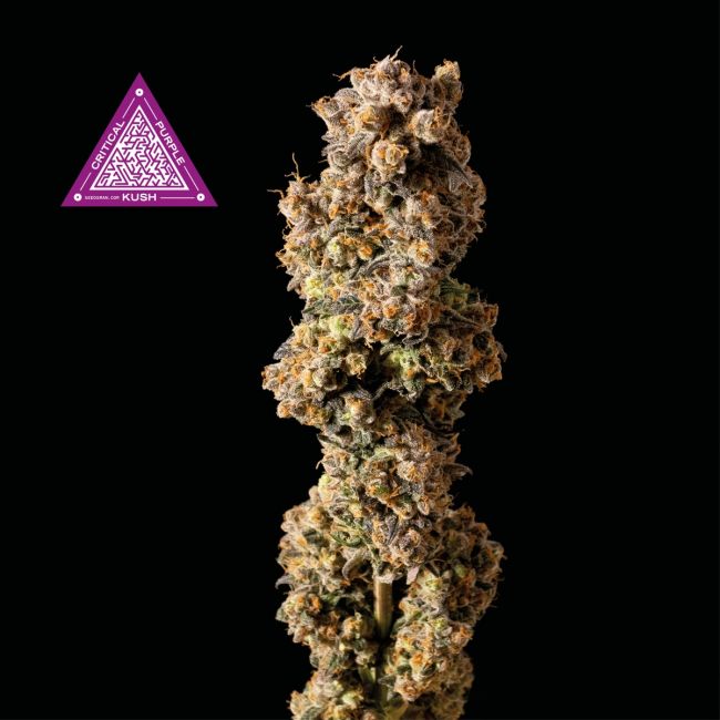 Critical Purple Kush