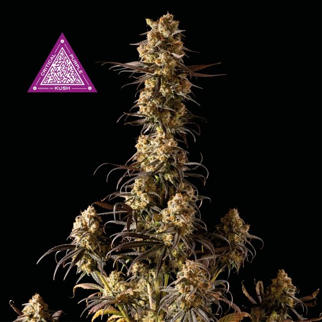 Critical Purple Kush