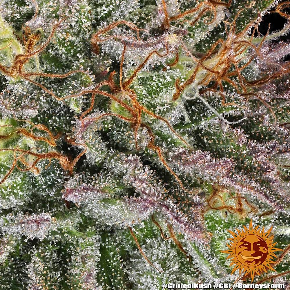 Critical Kush