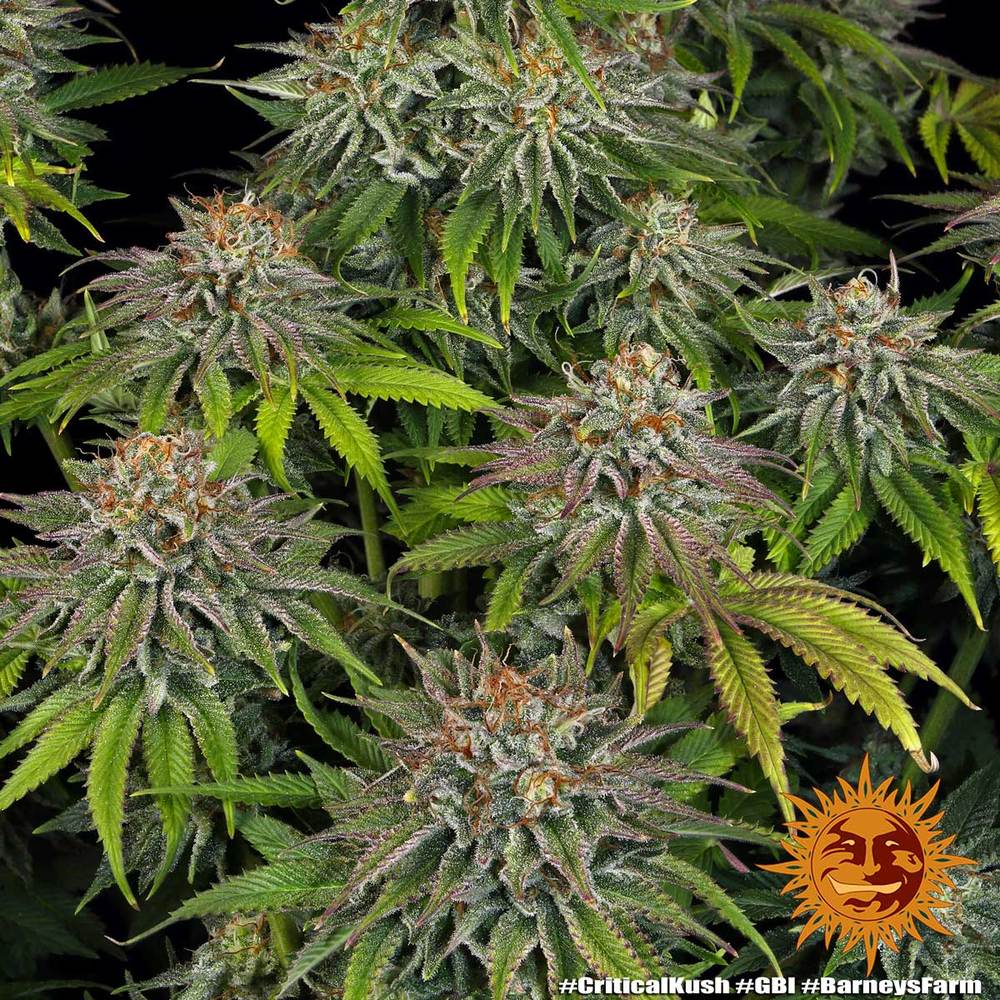 Critical Kush