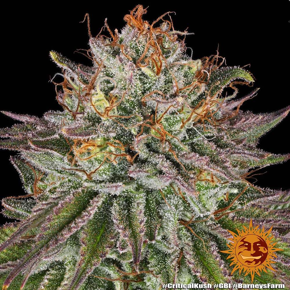 Critical Kush