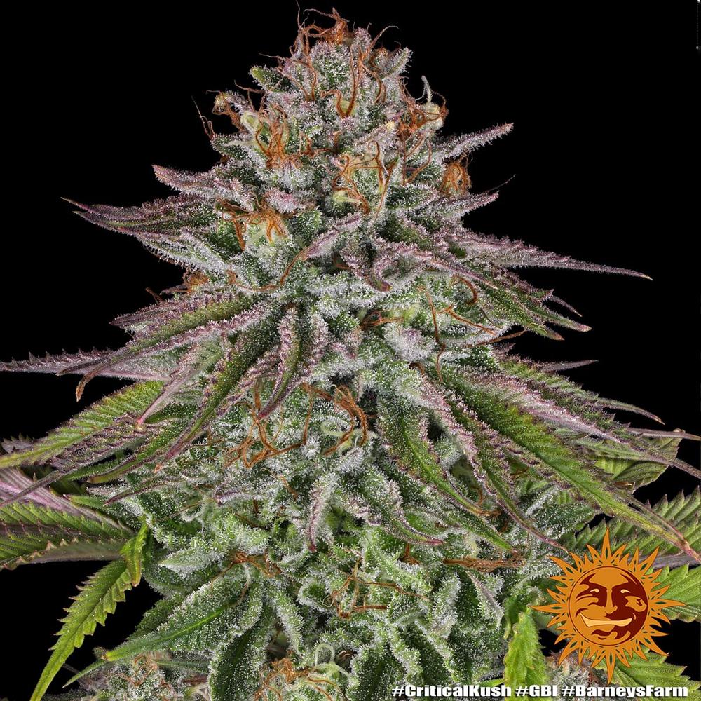 Critical Kush