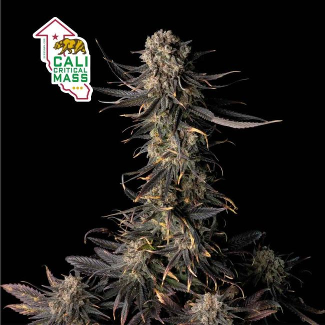 Cali Critical Mass