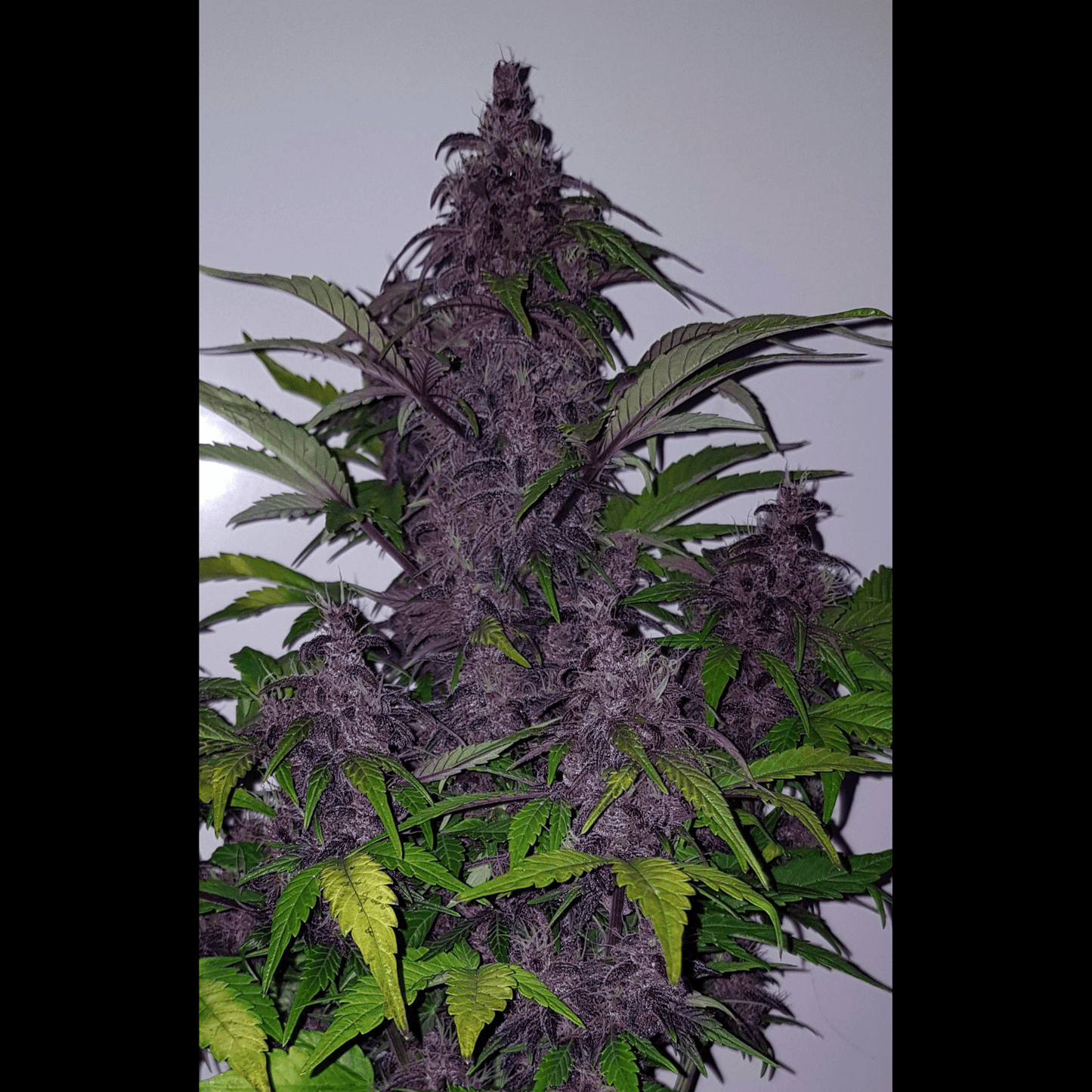 C4 Auto