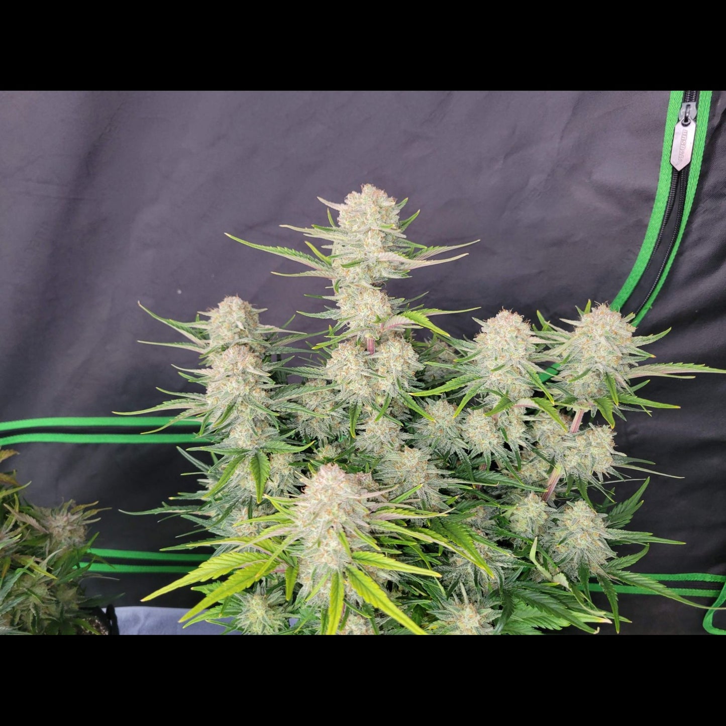 Apricot Auto