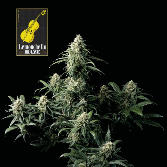 Lemonchello Haze
