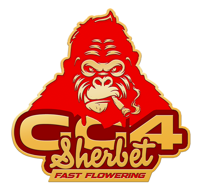 GG4 Sherbet Fast Flowering