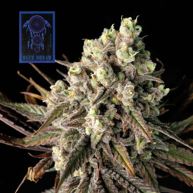 Blue Dream