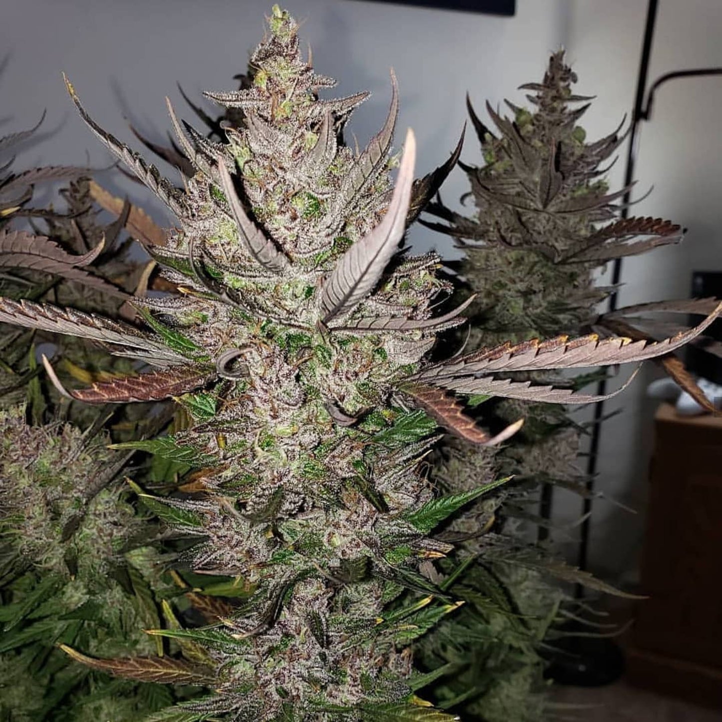 C4 Auto