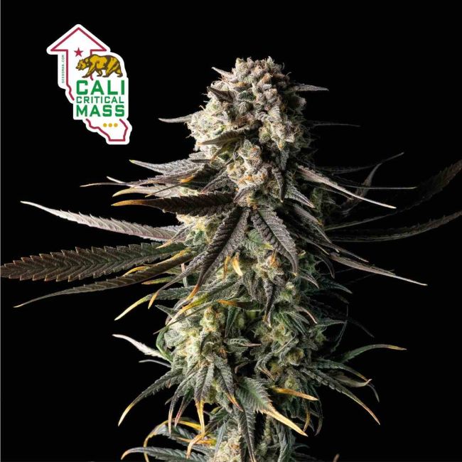 Cali Critical Mass
