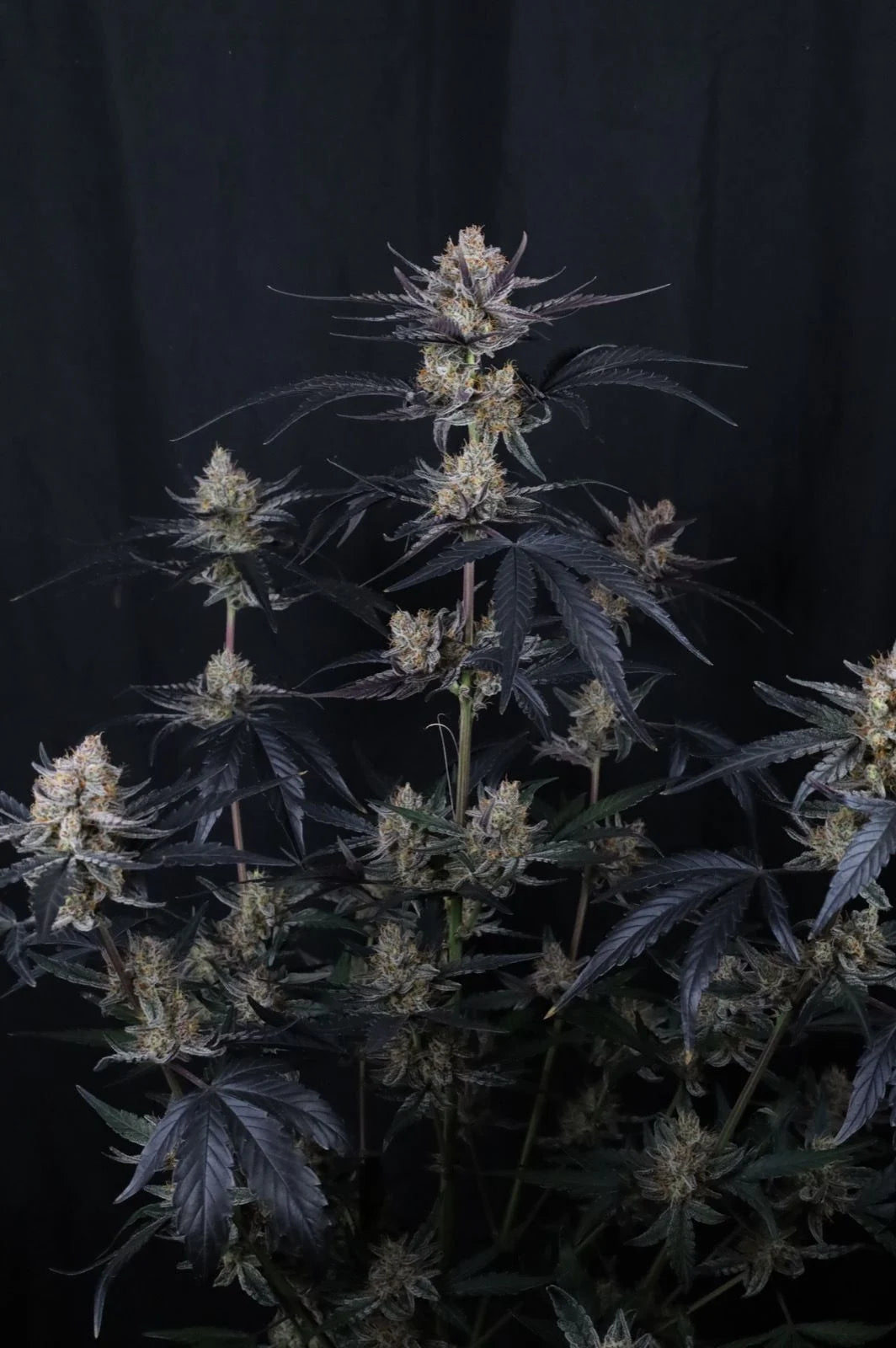 Guava Runtz Auto