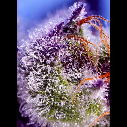 Diablo’s Delight XL Auto®