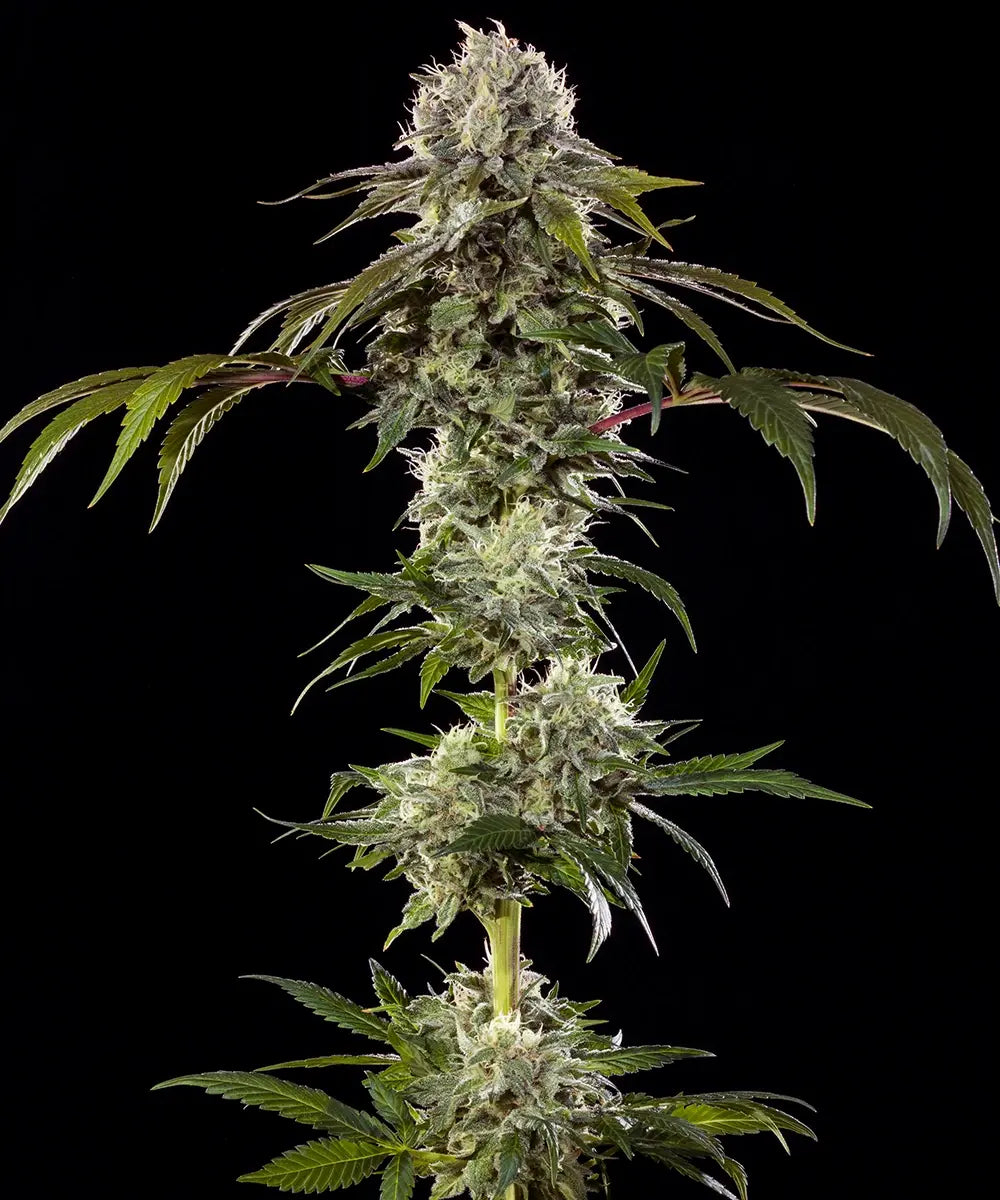 Durban Poison F1 hybrid