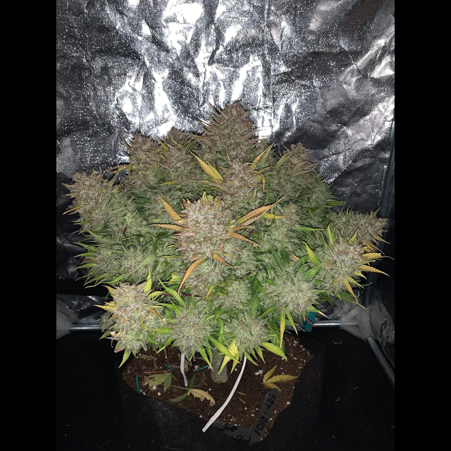 Bruce Banner Auto