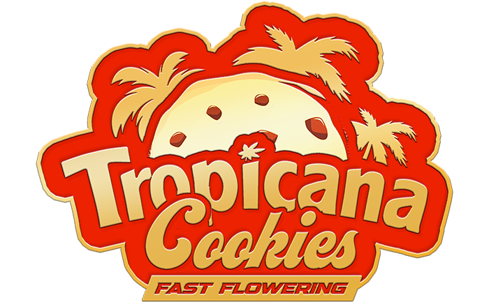 Tropicana Cookies Fast Flowering