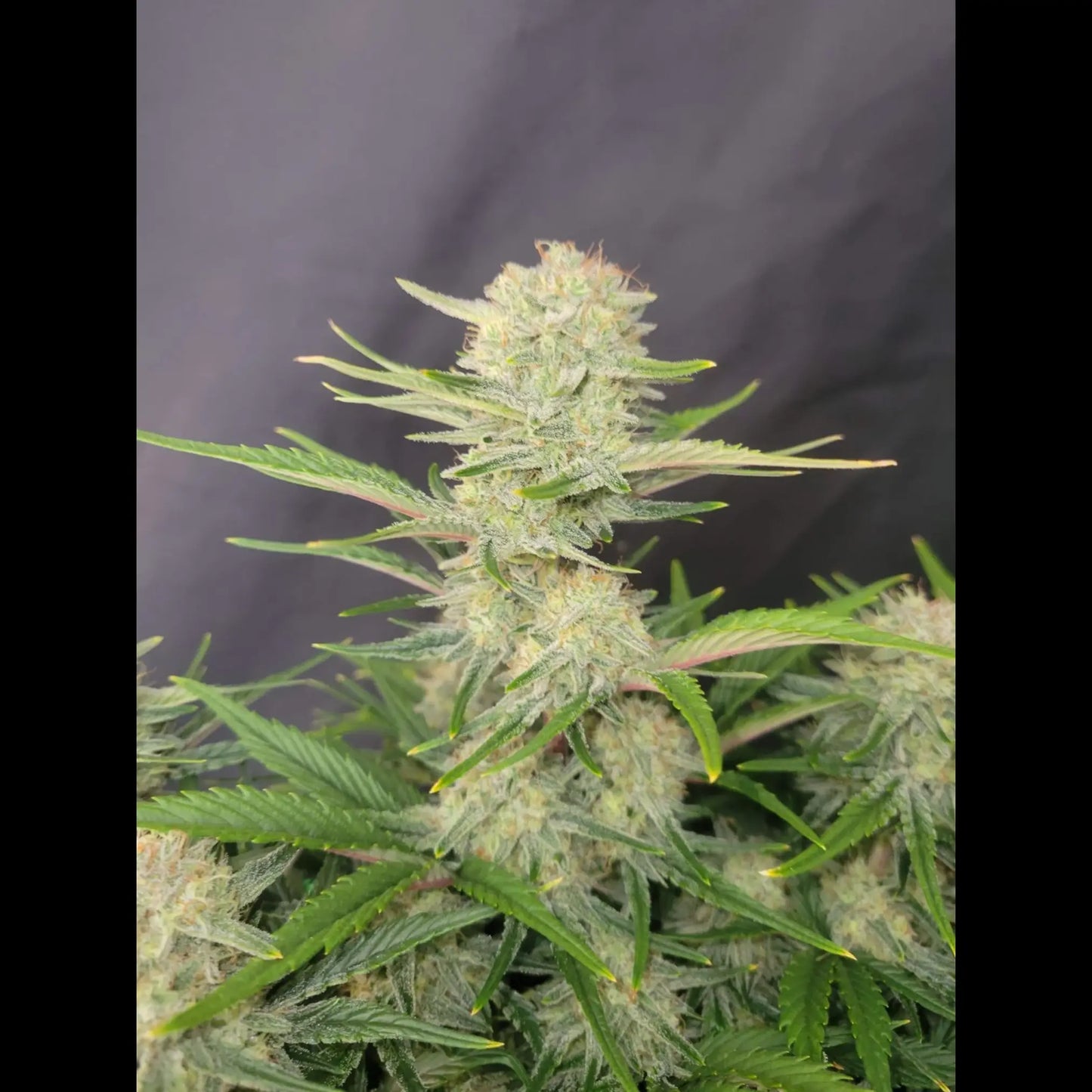 Apricot Auto