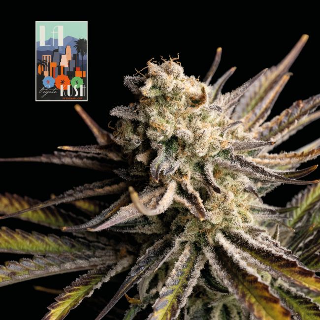 L.A. Peyote Kush