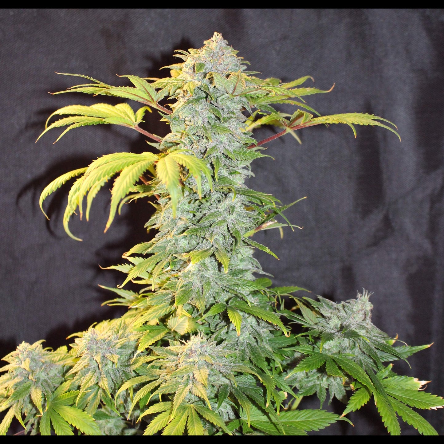 Blue Dream Auto