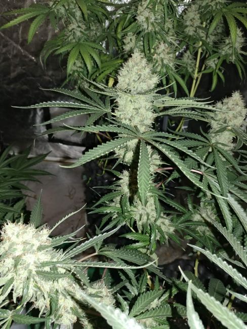 Strawberry Banana Grape