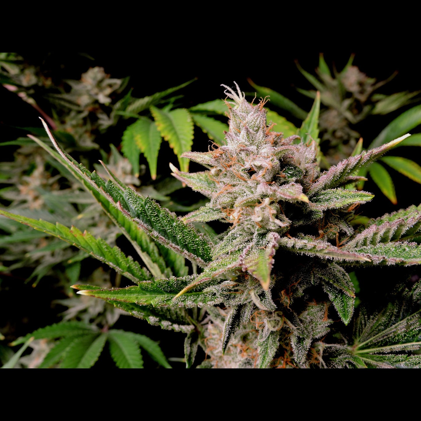 Cherry Cola Auto