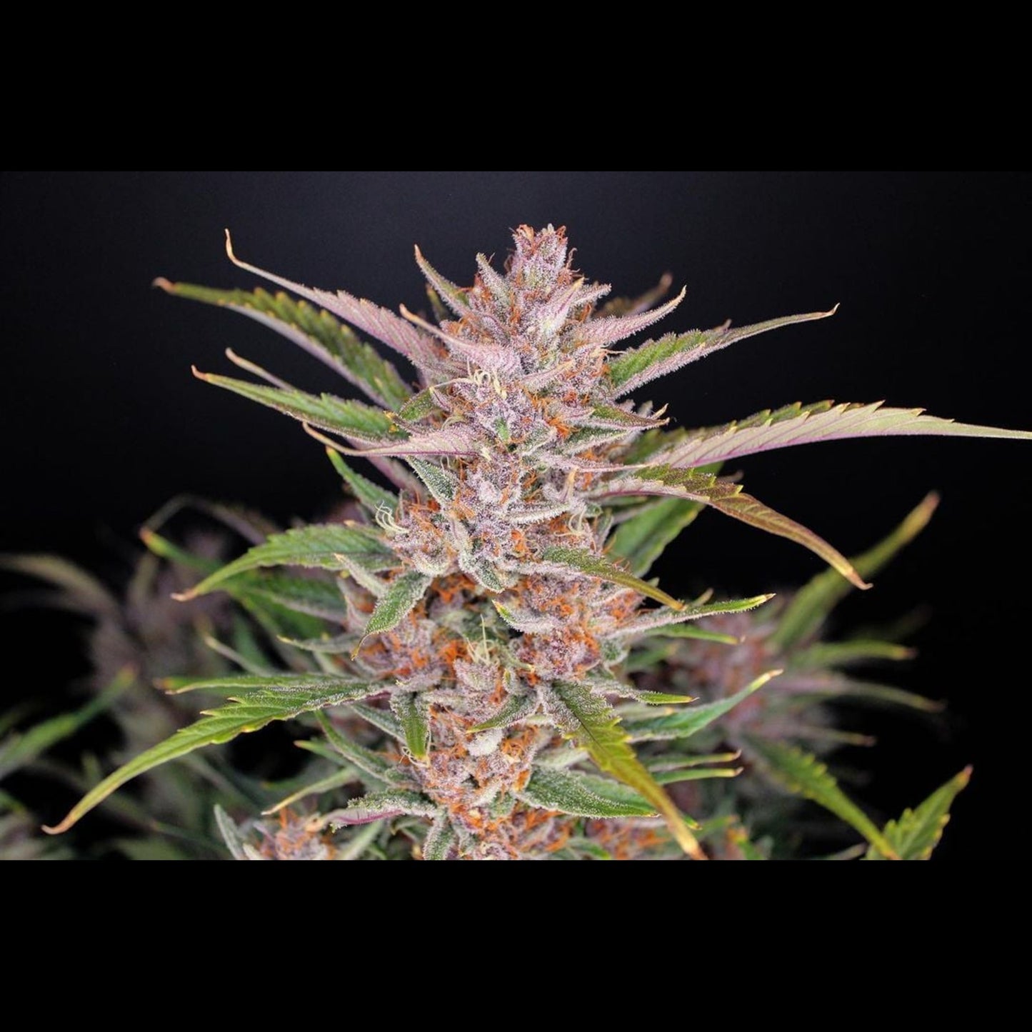 Gorilla Punch Auto