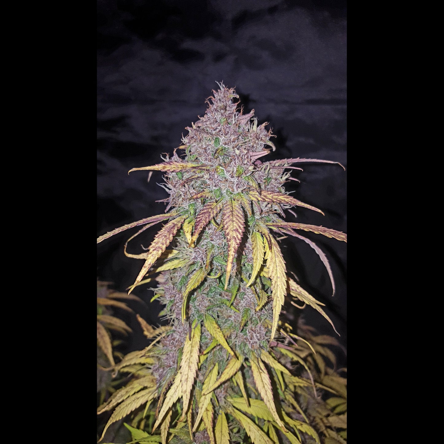 C4 Auto