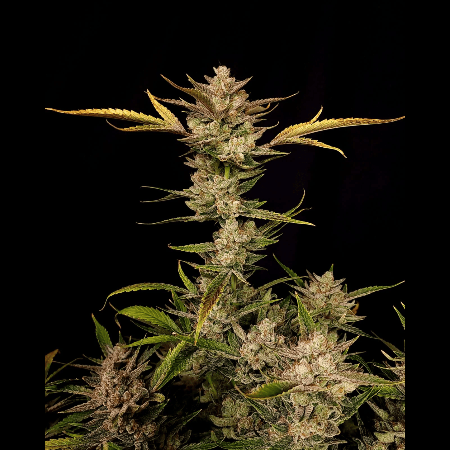 Ztrawberriez Auto
