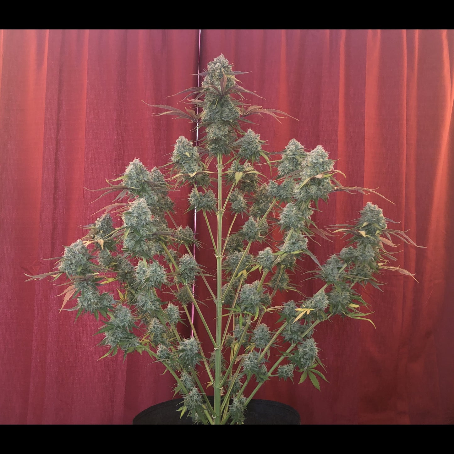 Cream Cookies Auto