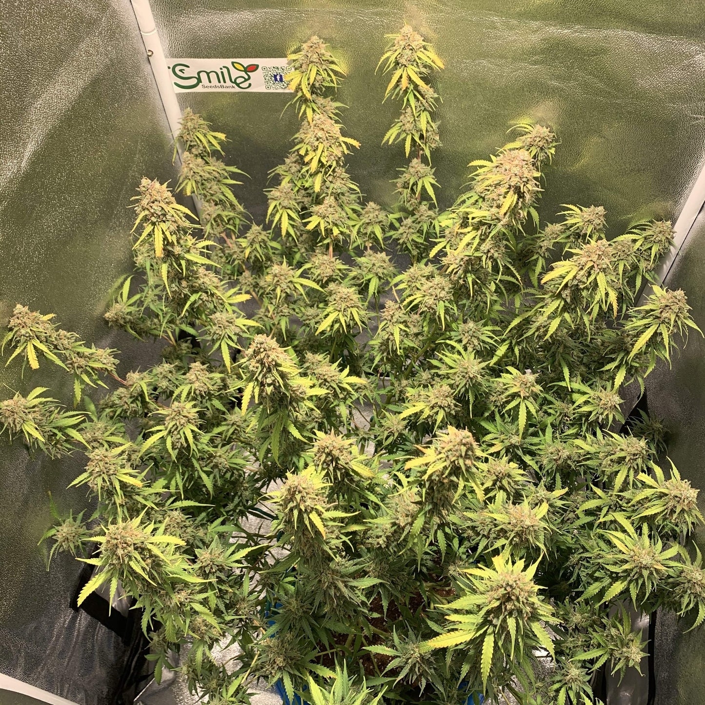 Blue Dream Auto