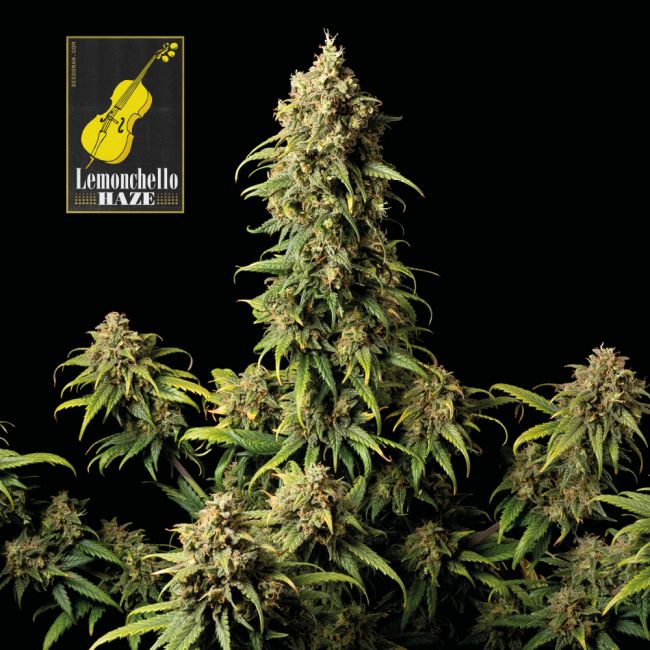 Lemonchello Haze