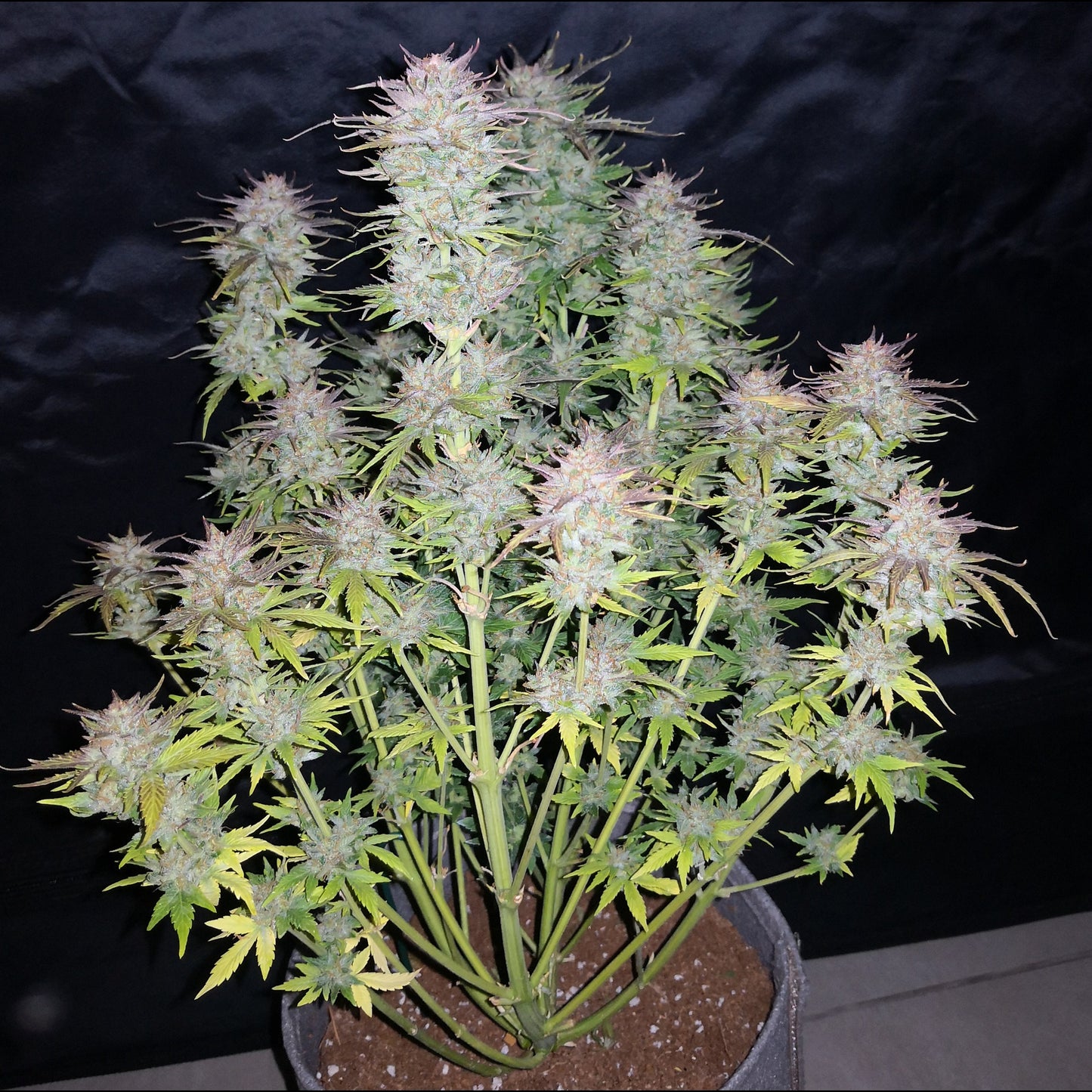 Cream Cookies Auto