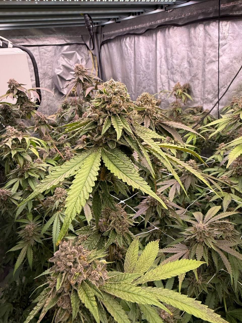 Biscotti Gelato