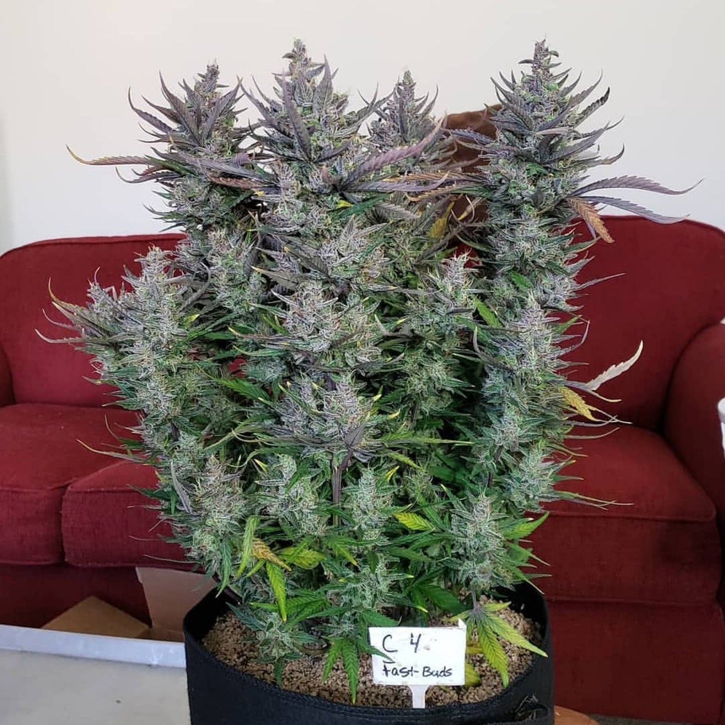 C4 Auto
