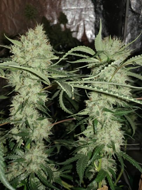 Strawberry Banana Grape