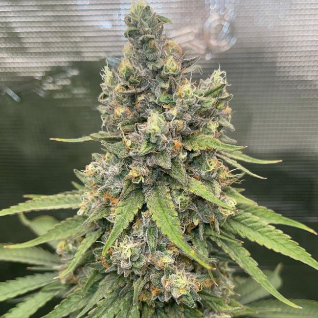 The White OG