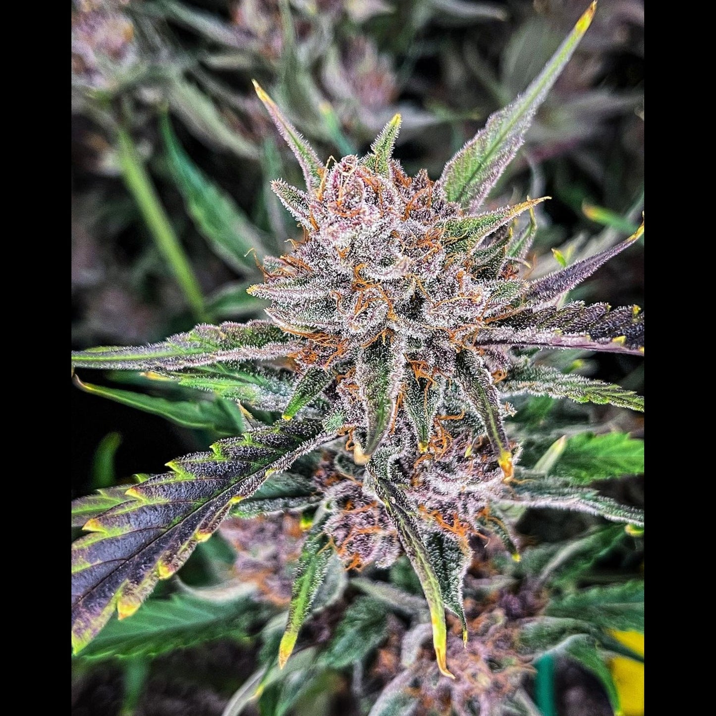 Gorilla Punch Auto