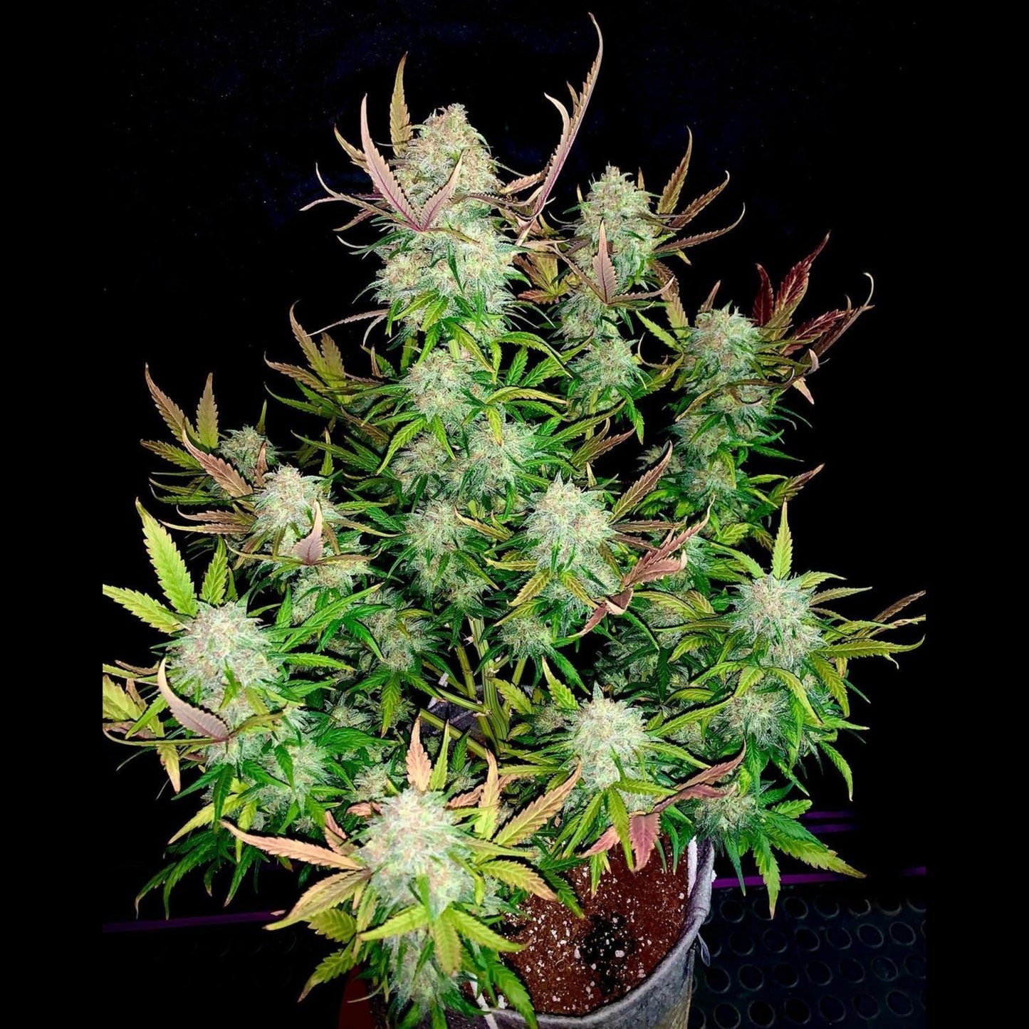 Cream Cookies Auto