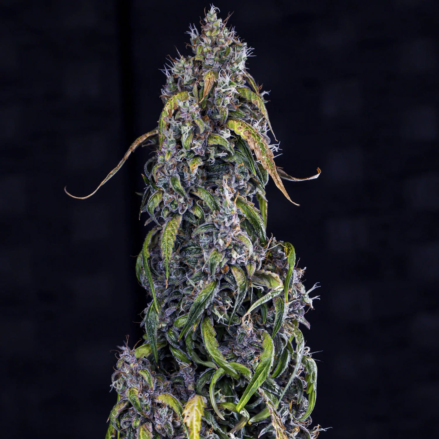 Fantasmo Express Auto