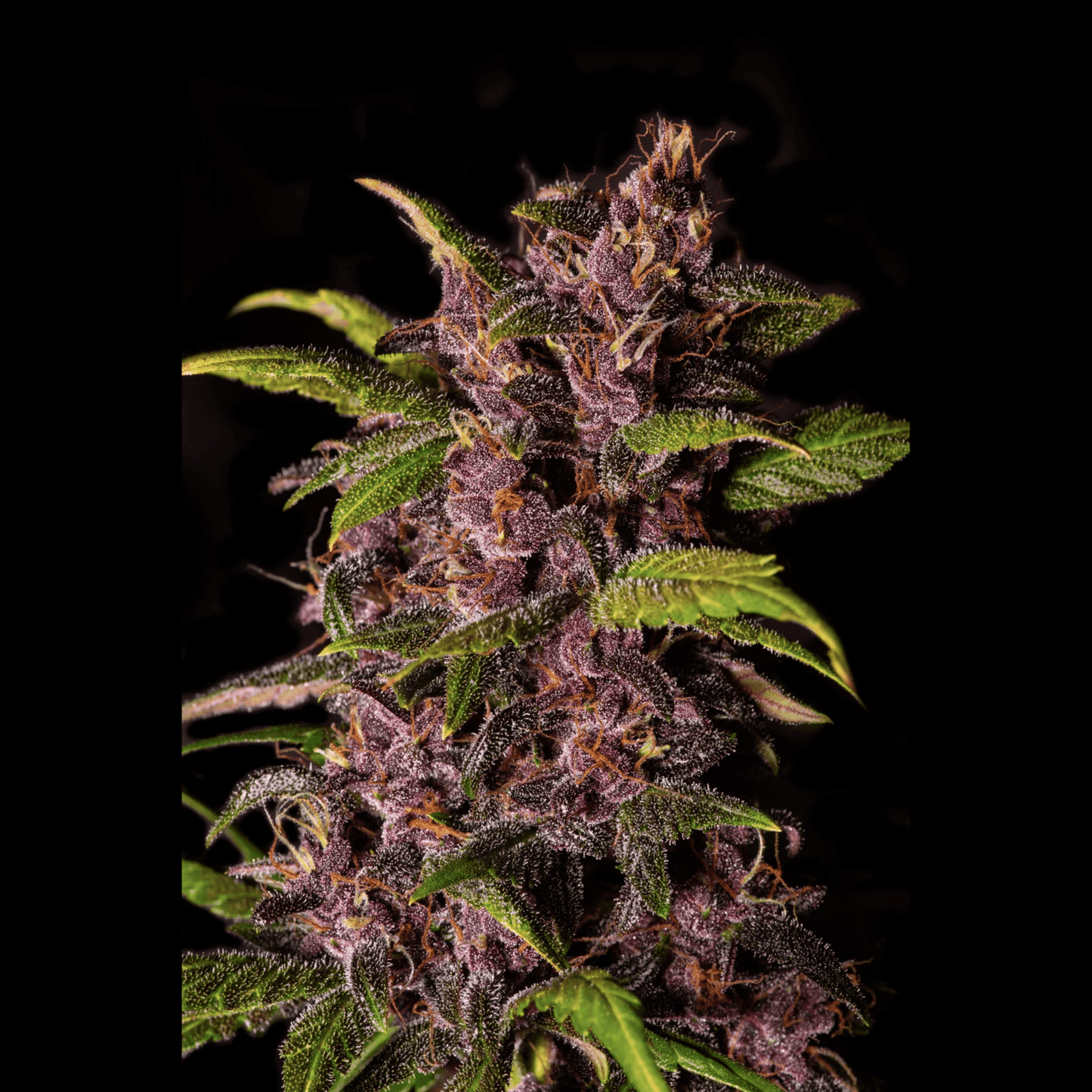 Crystal Meth Auto