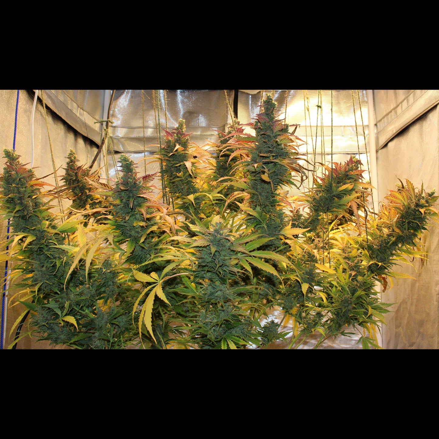 Blue Dream Auto