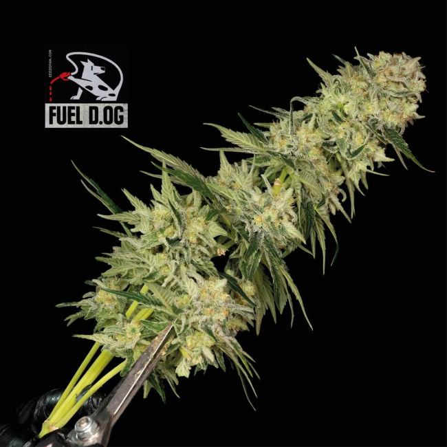 Fuel D.OG
