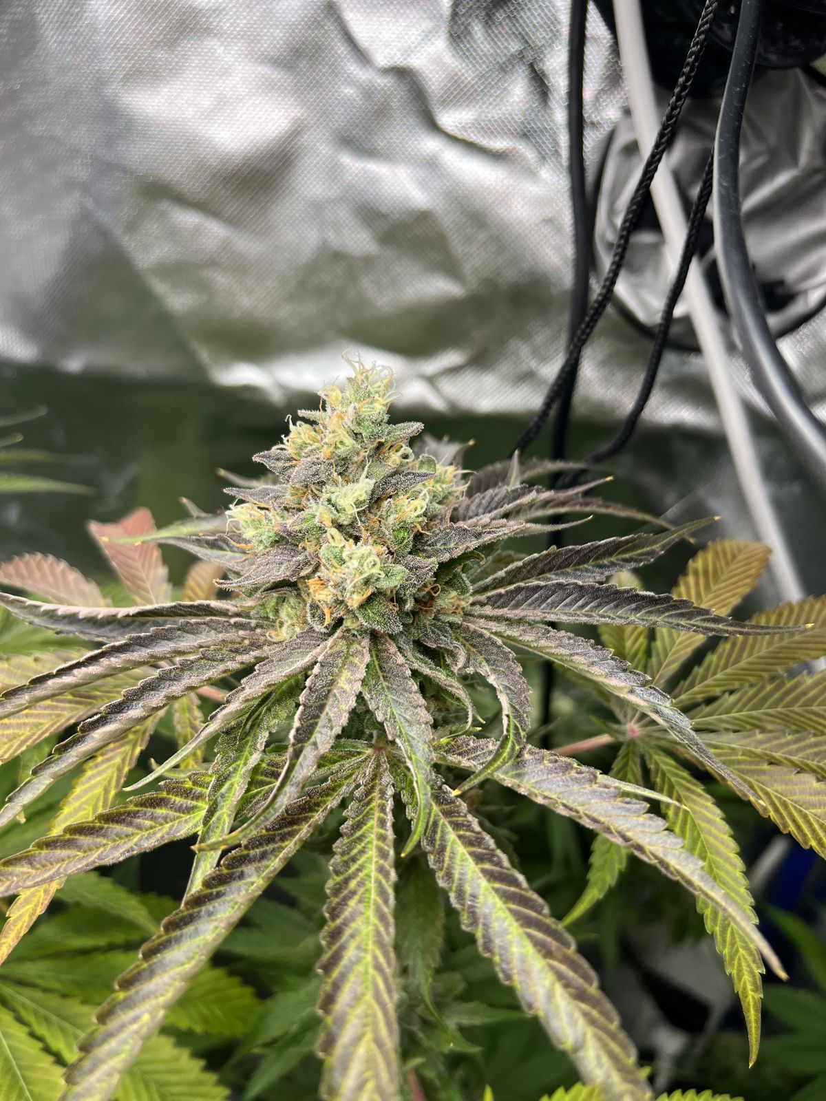 Gorilla Melon