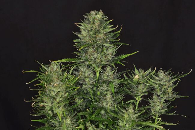 Godfather OG Feminised